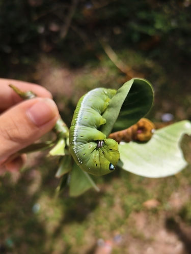 Oleander Hawkmoth