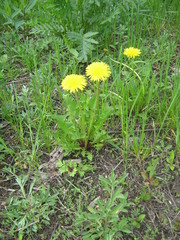 Taraxacum officinale