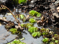 Salvinia molesta, photograph (c) Mark Clarke, some rights reserved (CC BY)