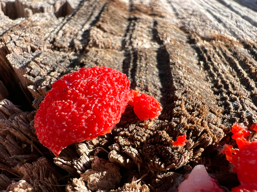 Tubifera coralloides