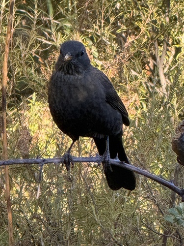 Eurasian Blackbird