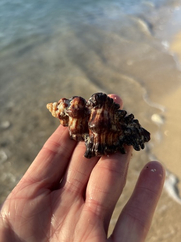 Chicoreus brunneus observed 2026-08-29