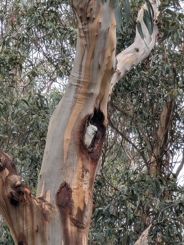 Sulphur-crested Cockatoo