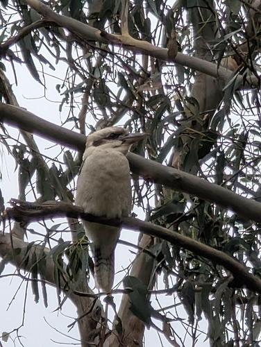 Laughing Kookaburra