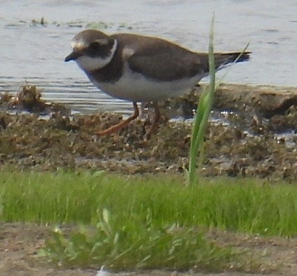 Common Ringed Plover