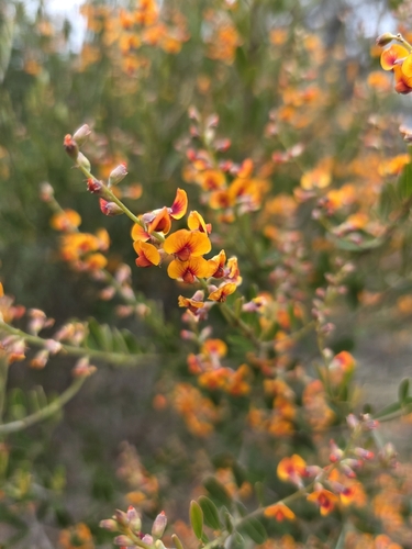 Gastrolobium parviflorum, 2026-08-29