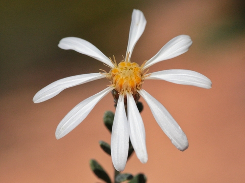 Showy Daisy-bush