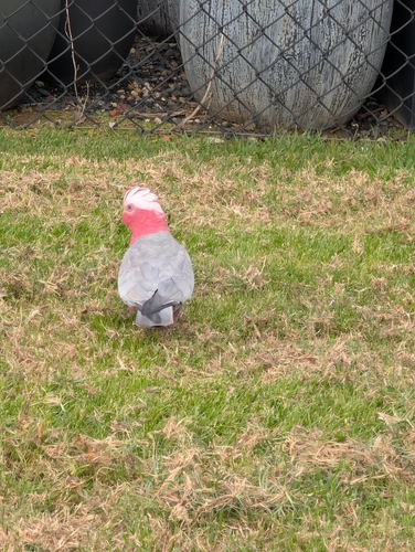 Galah
