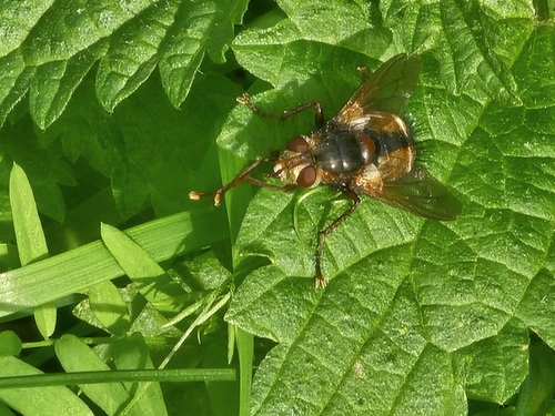 Common Tachinid