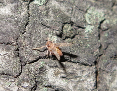 Danepteryx