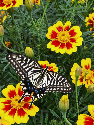 Chinese Yellow Swallowtail