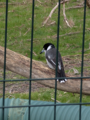 Grey Butcherbird