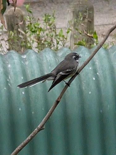 Grey Fantail