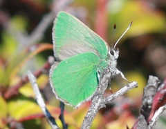 Callophrys viridis