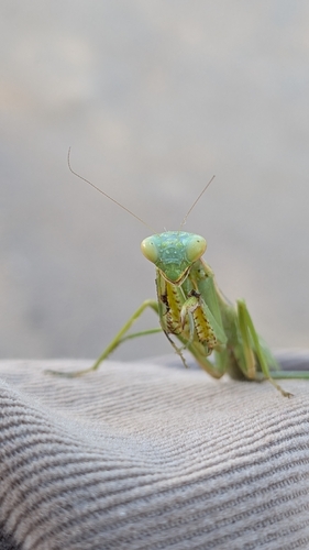 Mediterranean Mantis