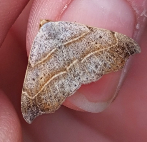 Beautiful Hook-tip