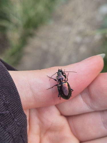Pterostichus burmeisteri