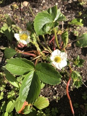 Fragaria × ananassa