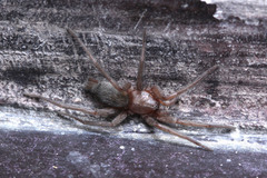 Araneae