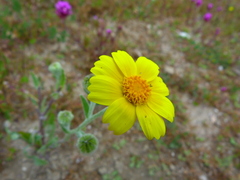 Monolopia lanceolata