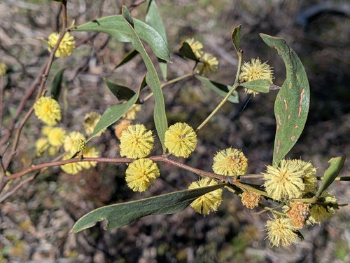 Varnish Wattle