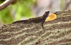 Anolis jubar oriens