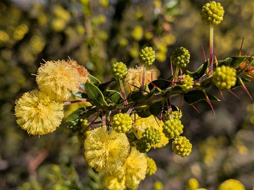 Kangaroo thorn