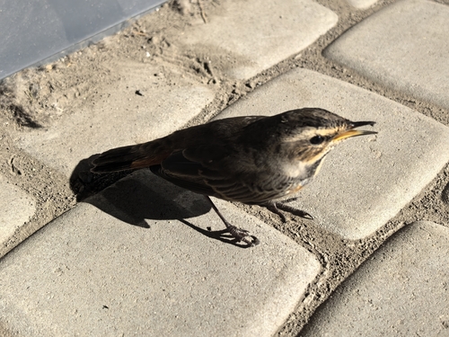 Bluethroat