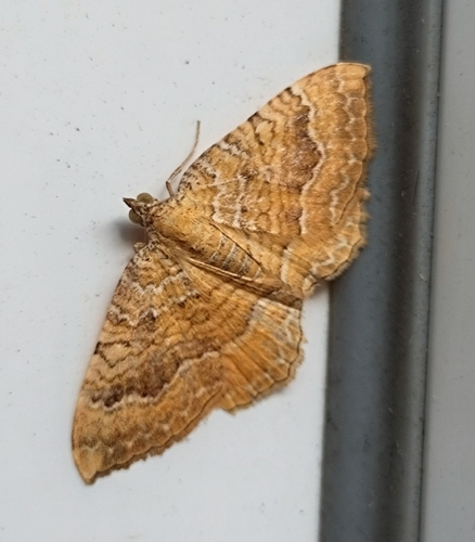 Yellow Shell Moth