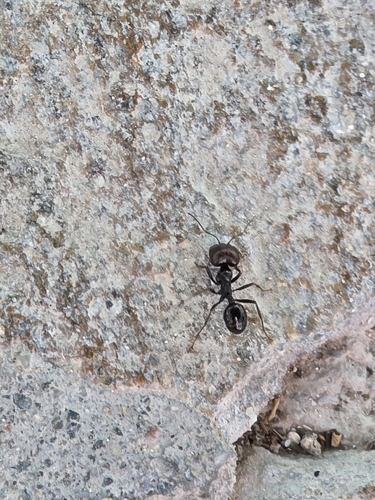 Barbary Harvester Ant
