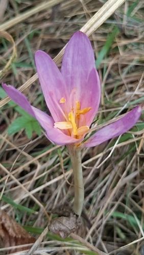 Autumn Crocus