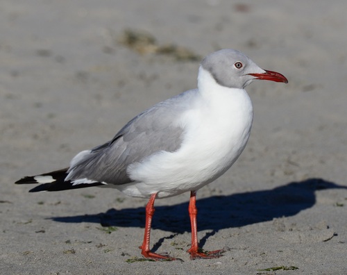 iNaturalist image
