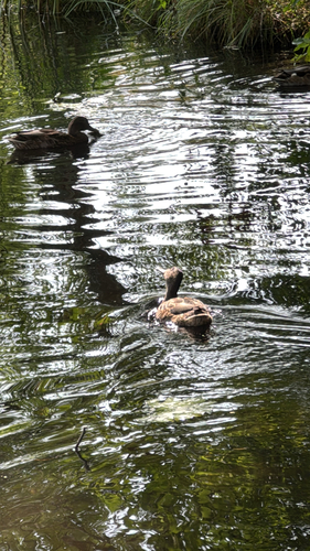 Mallard