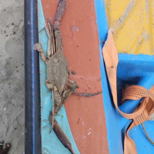Podophthalmus vigil observed 2026-08-29