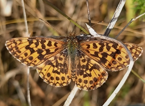 Weaver's Fritillary