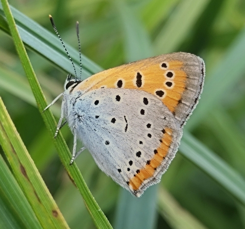 Large Copper
