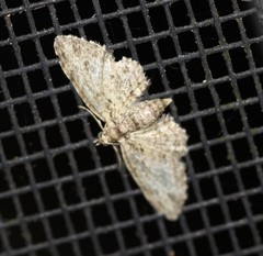 Sigilliclystis insigillata