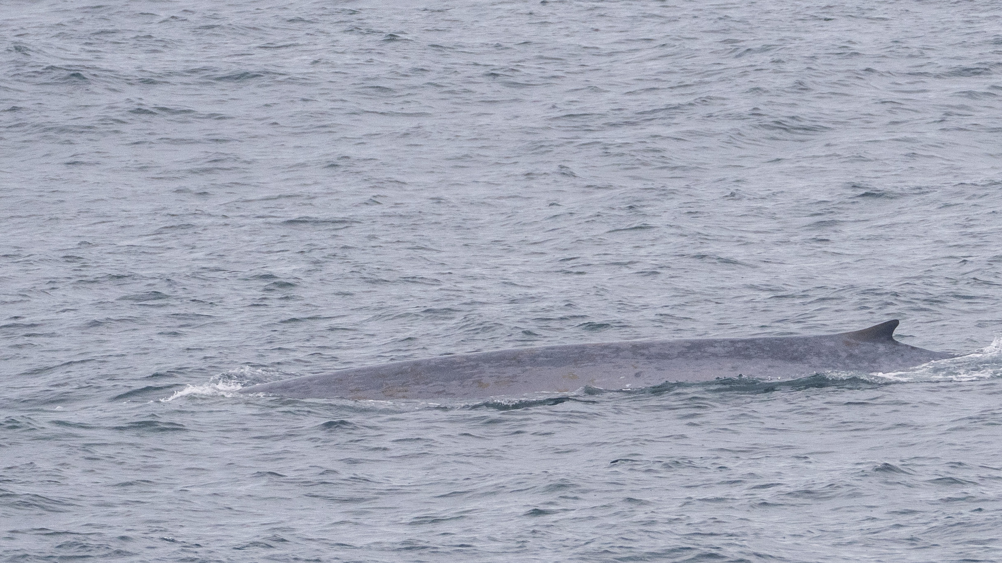 Balaenoptera musculus