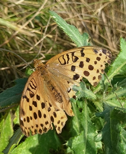 Pallas's Fritillary