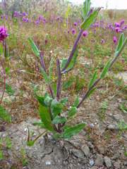 Monolopia lanceolata