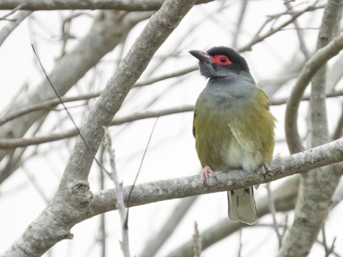Australasian Figbird