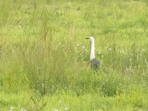 White-necked Heron