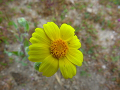 Monolopia lanceolata