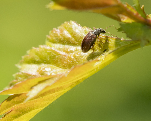 Brown Leaf Weevil, Westpoort, Amsterdam, Nederland, photo 10 of 10
