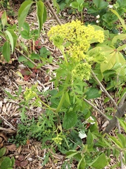 Polytaenia nuttallii