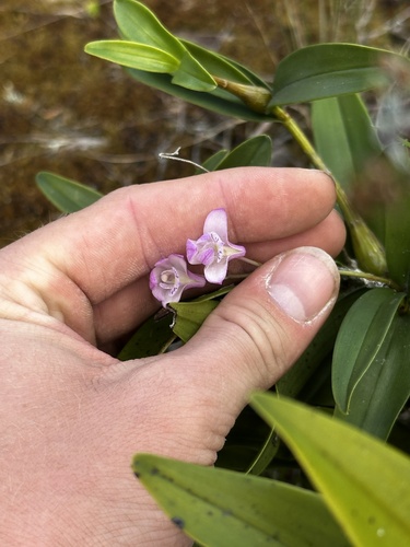 pink rock orchid