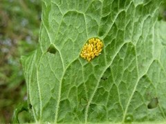 Parasyrphus nigritarsis