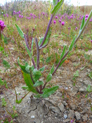 Monolopia lanceolata