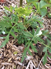 Polytaenia nuttallii