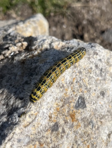 Buff-tip